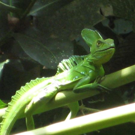 El Tucan Jungle Lodge Puerto Viejo de Talamanca Zewnętrze zdjęcie
