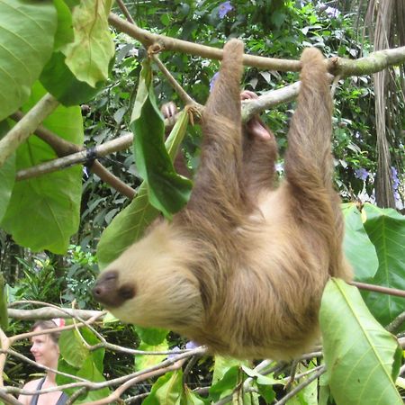 El Tucan Jungle Lodge Puerto Viejo de Talamanca Zewnętrze zdjęcie