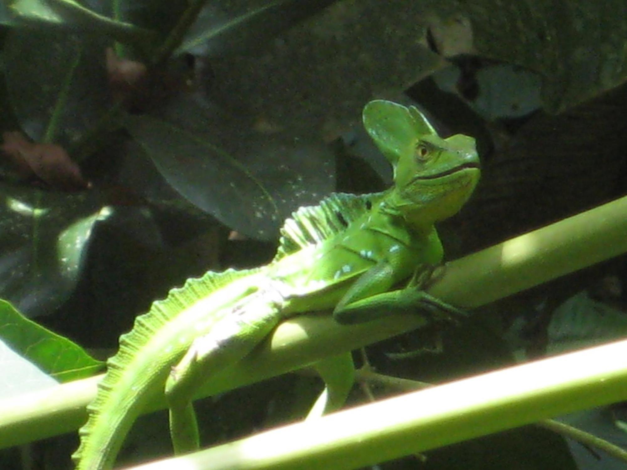 El Tucan Jungle Lodge Puerto Viejo de Talamanca Zewnętrze zdjęcie
