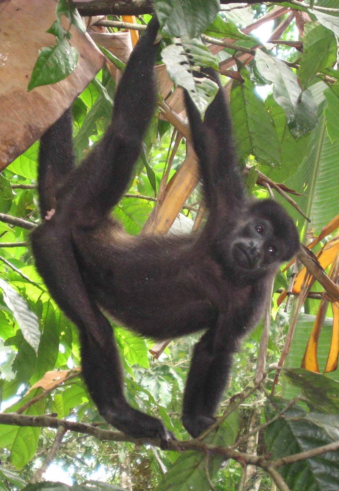 El Tucan Jungle Lodge Puerto Viejo de Talamanca Zewnętrze zdjęcie
