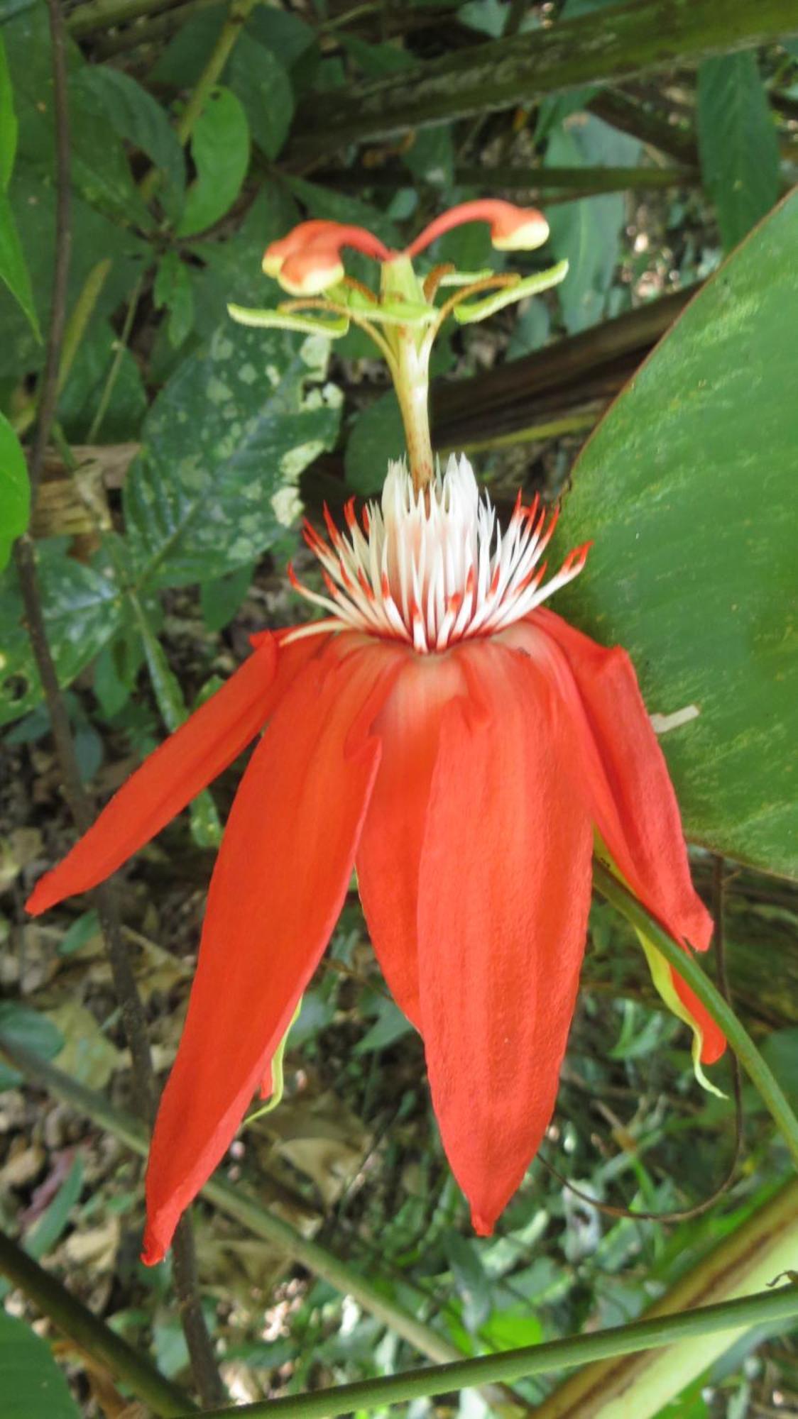 El Tucan Jungle Lodge Puerto Viejo de Talamanca Zewnętrze zdjęcie