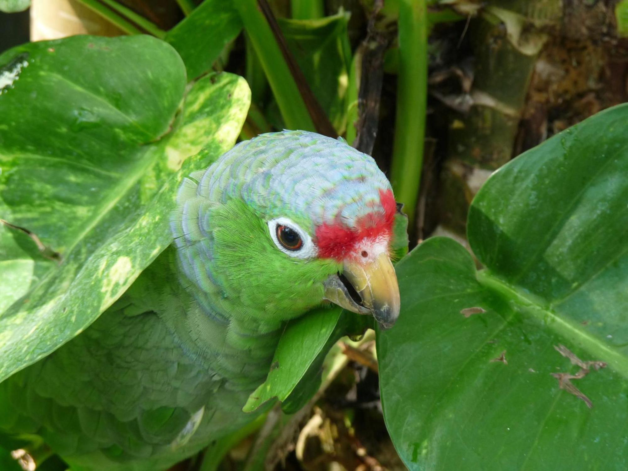 El Tucan Jungle Lodge Puerto Viejo de Talamanca Zewnętrze zdjęcie