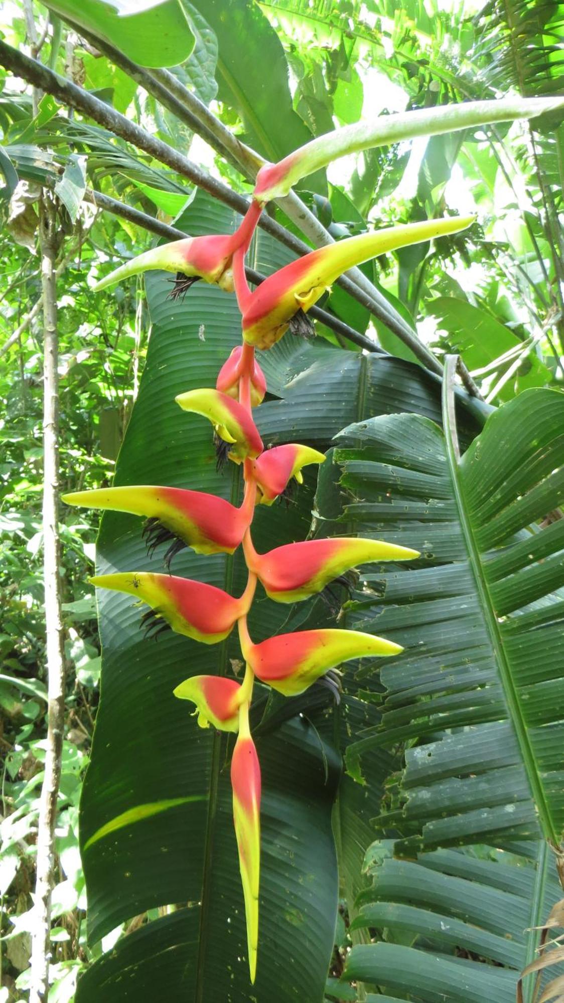 El Tucan Jungle Lodge Puerto Viejo de Talamanca Zewnętrze zdjęcie