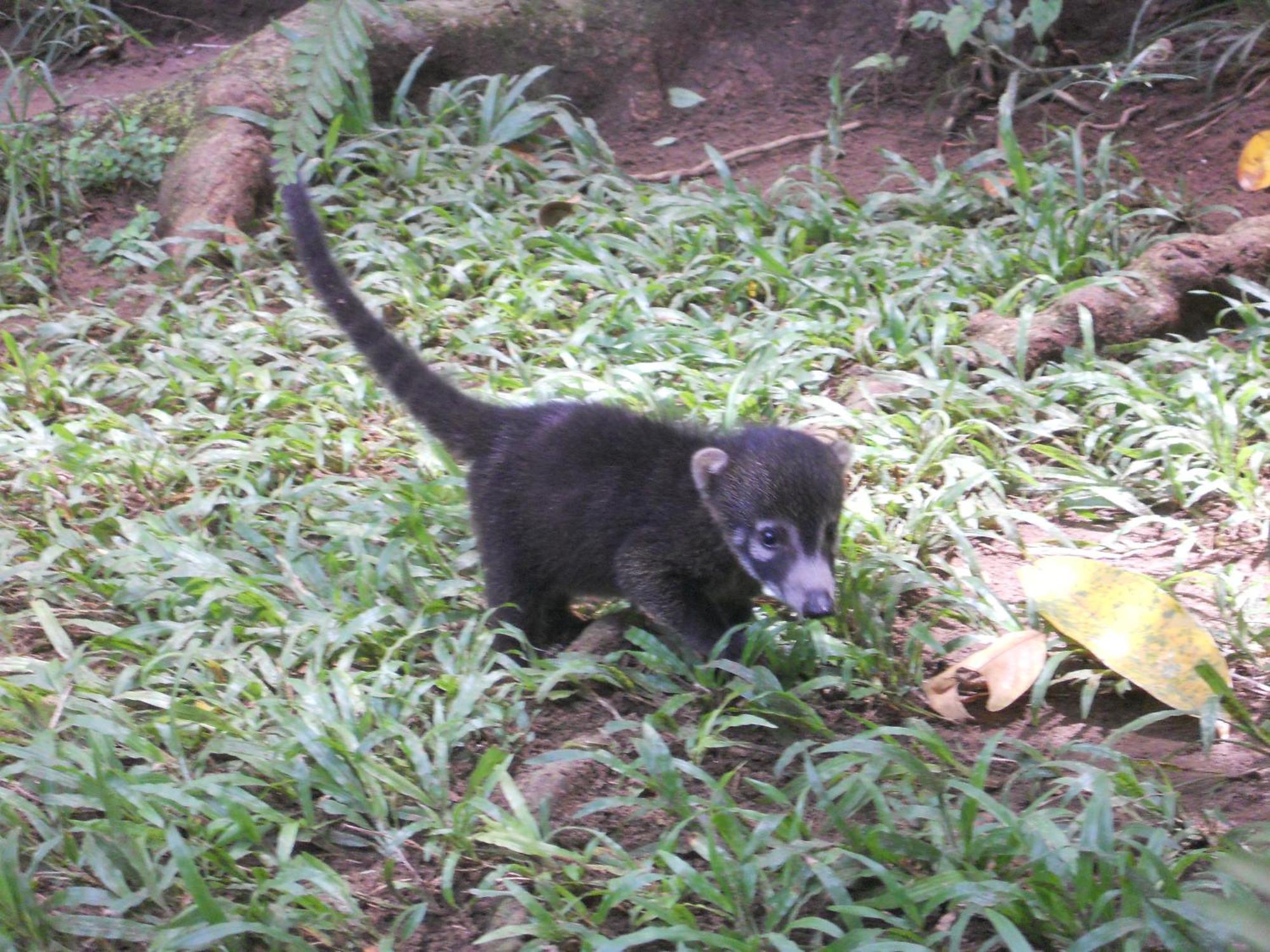El Tucan Jungle Lodge Puerto Viejo de Talamanca Zewnętrze zdjęcie