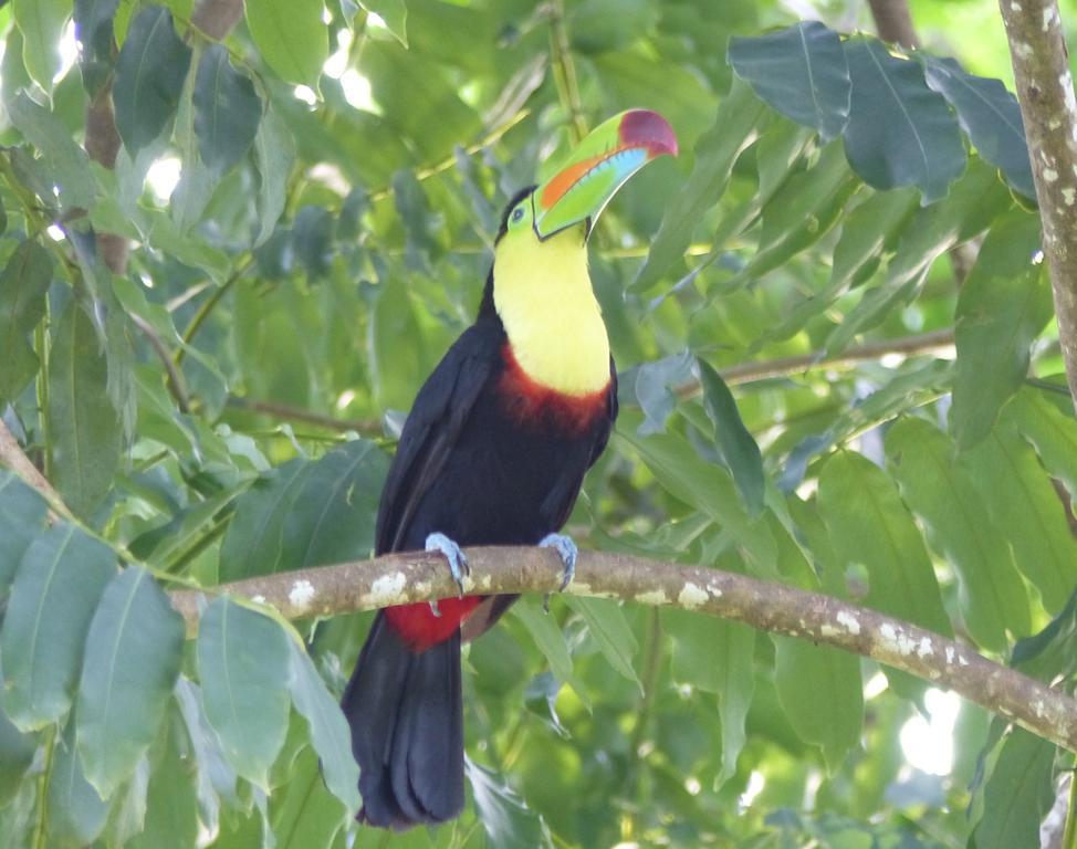 El Tucan Jungle Lodge Puerto Viejo de Talamanca Zewnętrze zdjęcie