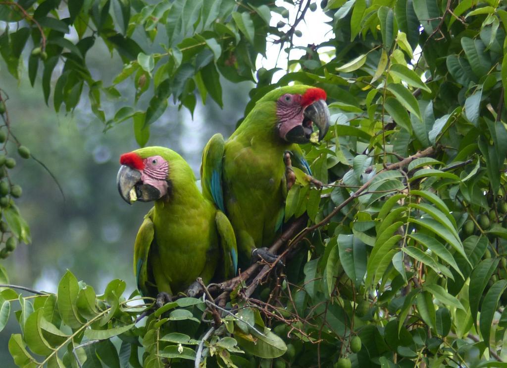 El Tucan Jungle Lodge Puerto Viejo de Talamanca Zewnętrze zdjęcie